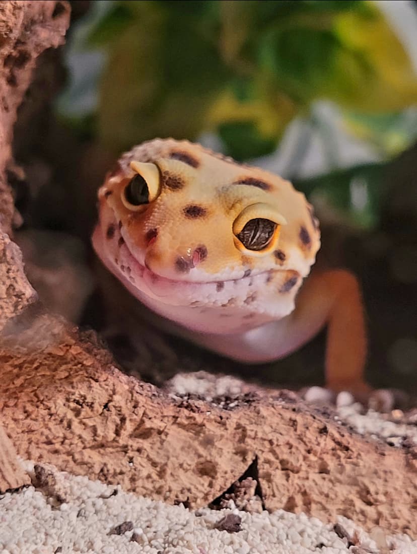 Elliot