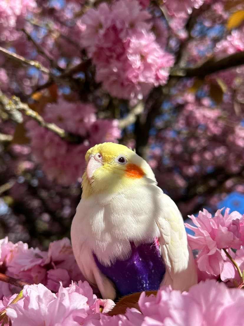 Fluttershy