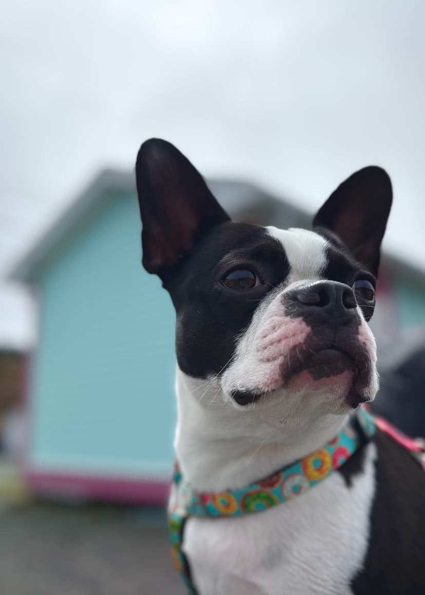 Juno