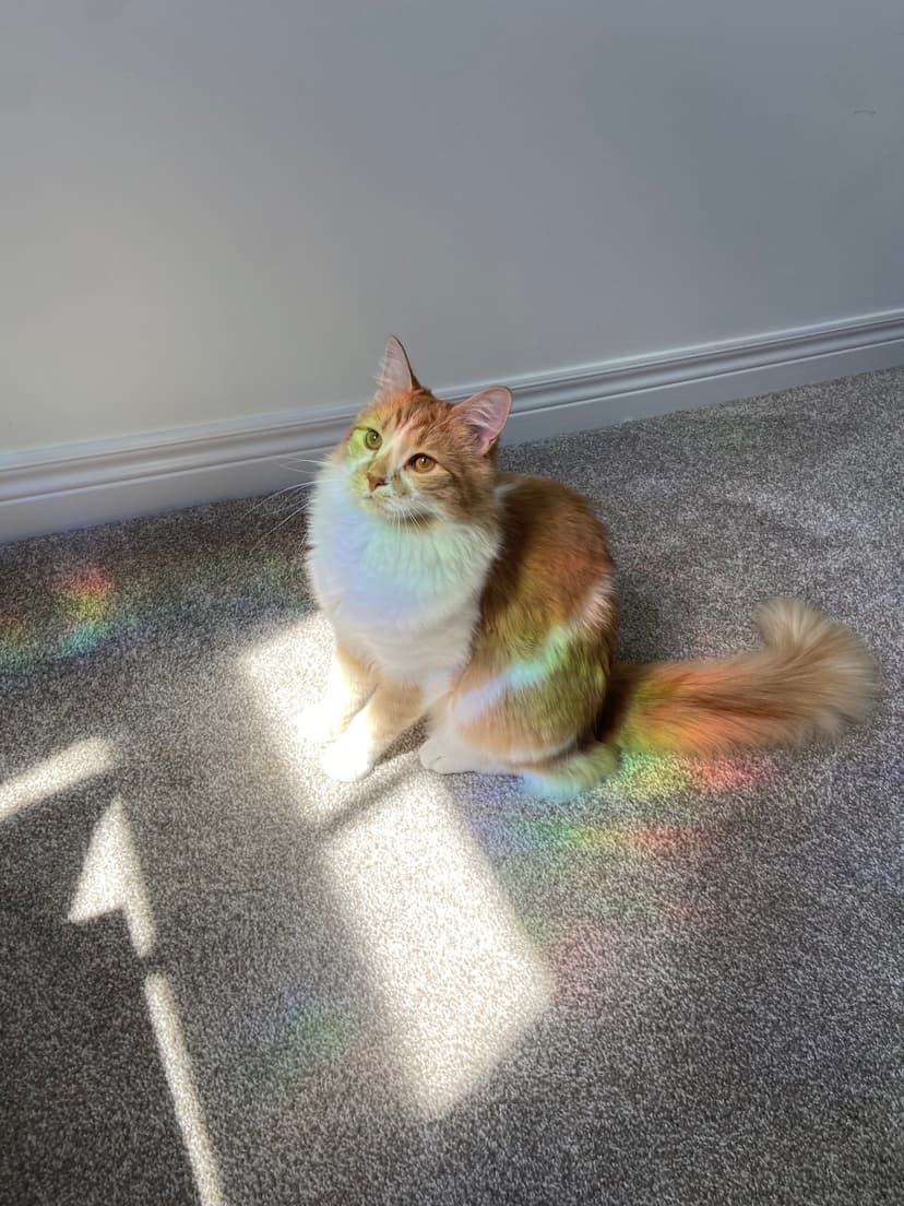 Sugar